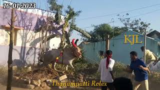 Thanampatti Rolex / Thanampatti 2023  /Krishnagiri Eruthukattu ThanampattiJallikattu2023 Eruthukattu