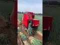 Integrated picking process of green onions- Good tools and machinery can increase work efficiency