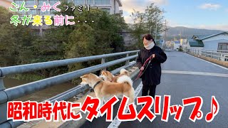 昭和時代にタイムスリップ♪　冬が来る前に・・・　秋田犬【ごん・みく チャンネル】