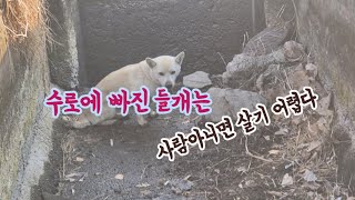 들 개가 수로에 또 빠져있네요