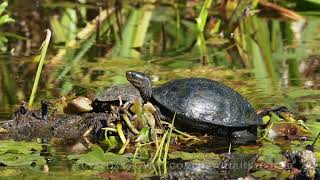 Balkan terrapin / צב ביצות Mauremys rivulata