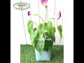 #evelynflorista - Bunga Hias Calla Lily Ungu Latex Pot Yogap Cover Purun Sintetis Tanaman Dekorasi