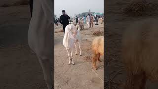 Beautiful white pure Rajanpuri Goat#shortvideo #youtube