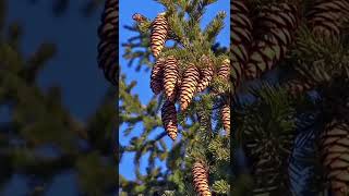 Norway spruce  tree  identification \u0026 classification | Picea abies | Ghazian eye Naturalist