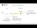 Webinar: An Introduction to Bioconjugation