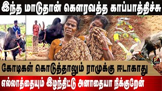 ராமு திரும்ப எப்படா வருவே! ஜல்லிக்கட்டு காளைக்காக திருமணமே செய்துகொள்ளாத | selvarani | jallikattu