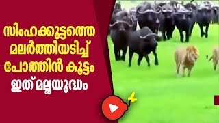 സിംഹക്കൂട്ടത്തെ മലര്‍ത്തിയടിച്ച് പോത്തിന്‍ കൂട്ടം, ഇത് മല്ലയുദ്ധം | Buffalo Attacks Lion | Viral