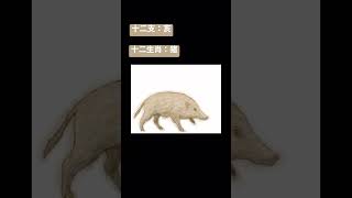 スマホでイノシシ(wild boar)描いてみた #shorts