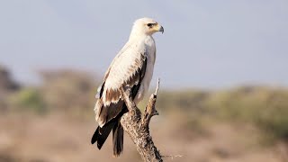 Tawny Eagle, white morph