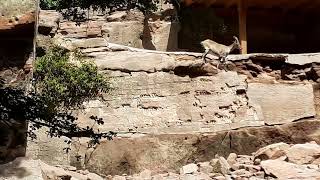 Nürnberg Zoo Germany with Capricorn 🐐 (Steinbock)