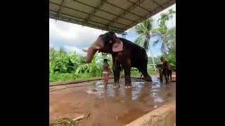 Olarikara Kalidasan 🔥 | latest Video | Kerala Elephants | Sarath Mambi 🥰