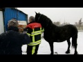 brandweer bevrijdt bekneld paard in schinveld