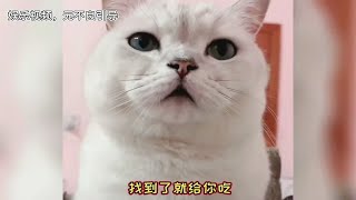 盘点全网会说话的小猫咪，这也太神奇了，可惜开口就是国粹