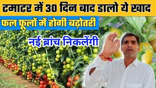 Tomato 2nd fertigation | टमाटर में दूसरी खुराक कब और कौनसी डालें |