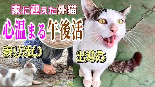 【実家の外猫が家猫に】シロの午後活を追う：ストレスフリーな心温まる自由奔放な日常【オリジナル曲】#cat#外猫#家猫#午後活