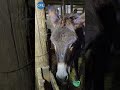 donkey farm