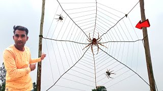 We Made Biggest Spider Web | A Human Spider Web-हमने बनाया सबसे बड़ा मकड़ी का जाल