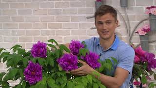 Roberta's 1-Piece Non-Grafted Chinese Tree Peony on QVC