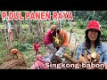 P.DUL PANEN SINGKONG BABON ‼️ panen rame2