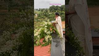 ఈ పూల మెక్క ఎక్కడ కొన్నాను?దీని పేరేంటి?#beautifulnature #organicvillage #love #home