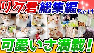 【感動の物語】我が家で生まれ育った庭子猫とのこれまでの軌跡！［リク君編前編］