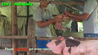 How to vaccine to piglet - ការចាក់វ៉ាក់សាំងលើកូនជ្រូក | Love Animal