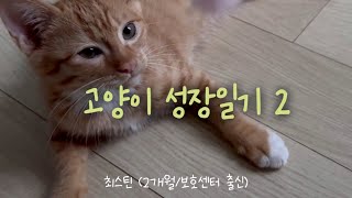 최스틴 VLOG | 고양이 성장과정 | 동물보호센터에서 입양한 고양이의 한달간 성장일기 (2탄) 🐈 #고양이브이로그 #고양이입양 #catvlog #새끼고양이 #kitten