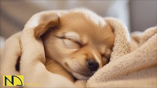 20 HOURS of Dog Calming Music For Dogs🎵💖Anti Separation Anxiety Relief Music🐶🎵Sleep dog🎵 NadanMusic