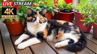 24/7 Healing Sounds for Cats π Peaceful Tunes for Naps, Healing, and Deep Rest π Best Mus