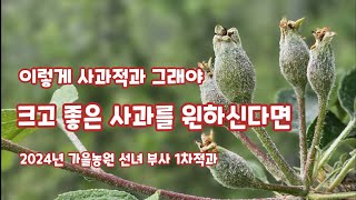 사과적과 부사 1차 크고 좋은사과 만들기 이렇게