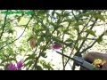 pruning climbing plants