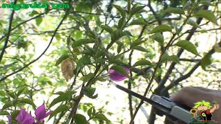 Pruning climbing plants