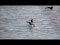 moretta tufted duck