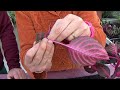 gardening tv how to water and sewer iresine herbstii green plant