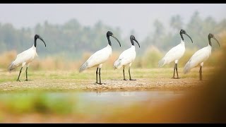 Beautiful Black Headed Ibis Bird's