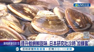 大幅提升蛤蜊鮮甜味! 日本研究吐沙時\