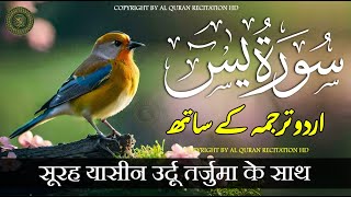 Surat Yaseen with Urdu Translation | Surah Yasin | Quran Tilawat Beautiful Voice | Hindi Tarjuma