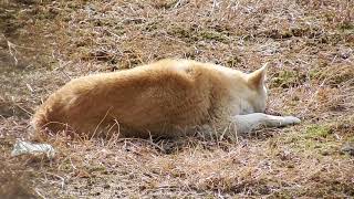 広島県の野良犬　休憩の犬