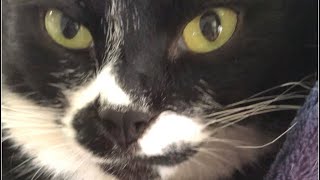 tuxedo-cat😸えほんのとびら（ミッフィー）でおやすみなさい【猫動画】白黒猫ざきお