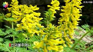 [모야모] 한국의 야생화 - 우리꽃 200 [제3화] 큰금계국~찔레꽃