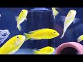 Electric yellow cichlid care guide - how to care, tank mates, feeding, breeding yellow lab cichlids