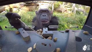 Futterautomaten für die Menschenaffen im Zoo Berlin - Poke boxes for Great apes at Zoo Berlin