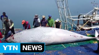 [영상] 대청도에서 6m 20㎝짜리 대형 밍크고래 잡혀 / YTN (Yes! Top News)