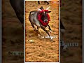 #jallikattu #WhatsApp #status 🥰 video 🤗