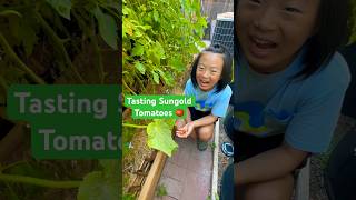 Sungold 🍒 Tomato Tasting 😋 | #cute #garden #sun #gold #tomato #tasty #tastetest #plants #shorts