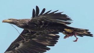 Finding ways to protect bald eagles at the Conowingo Dam