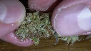 Inside The Flower ep. 6 - Gelato Auto - Fast Buds Genetics x TerpLok