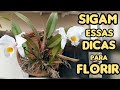 AULA 5! DICAS DE SUCESSO PARA O CULTIVO DE ORQUÍDEAS☝️