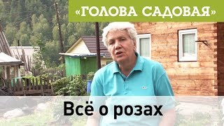 Голова садовая - Всё о розах