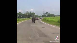 Wild rhino attacking cars on African highway😳